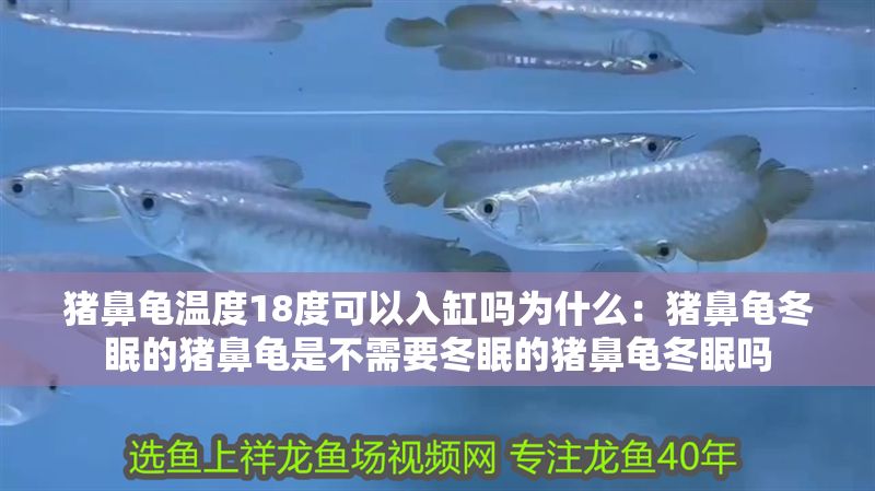豬鼻龜溫度18度可以入缸嗎為什么：豬鼻龜冬眠的豬鼻龜是不需要冬眠的豬鼻龜冬眠嗎