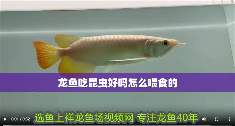 龍魚吃昆蟲好嗎怎么喂食的