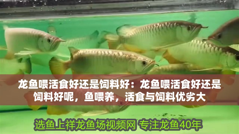龍魚喂活食好還是飼料好：龍魚喂活食好還是飼料好呢，魚喂養(yǎng)，活食與飼料優(yōu)劣大