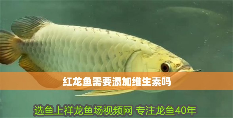 紅龍魚需要添加維生素嗎