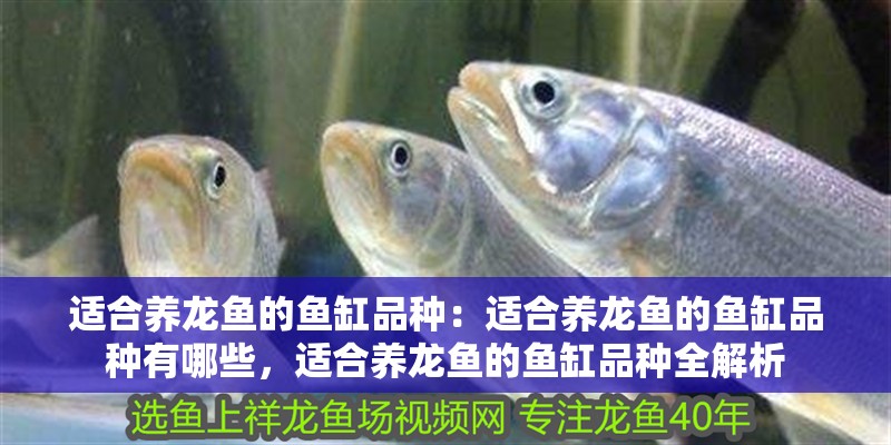 適合養(yǎng)龍魚(yú)的魚(yú)缸品種：適合養(yǎng)龍魚(yú)的魚(yú)缸品種有哪些，適合養(yǎng)龍魚(yú)的魚(yú)缸品種全解析