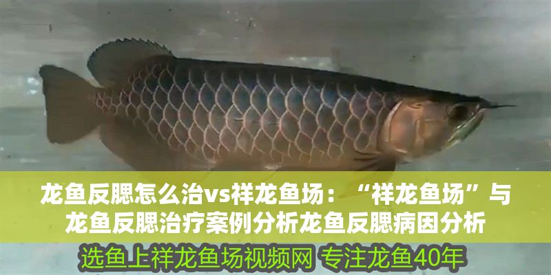 龍魚反腮怎么治vs祥龍魚場(chǎng):“祥龍魚場(chǎng)”與龍魚反腮治療案例分析龍魚反腮病因分析 vs祥龍魚場(chǎng) 第1張 龍魚反腮怎么治vs祥龍魚場(chǎng):“祥龍魚場(chǎng)”與龍魚反腮治療案例分析龍魚反腮病因分析 龍魚反腮怎么治vs祥龍魚場(chǎng):“祥龍魚場(chǎng)”與龍魚反腮治療案例分析龍魚反腮病因分析 vs祥龍魚場(chǎng) 第1張