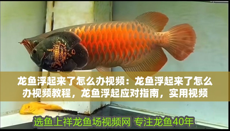 龍魚浮起來了怎么辦視頻：龍魚浮起來了怎么辦視頻教程，龍魚浮起應對指南，實用視頻