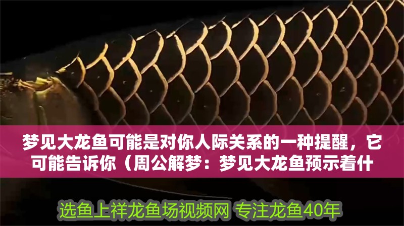 夢見大龍魚可能是對你人際關系的一種提醒，它可能告訴你（周公解夢：夢見大龍魚預示著什么？）