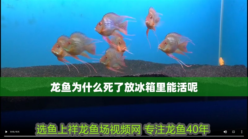 龍魚為什么死了放冰箱里能活呢