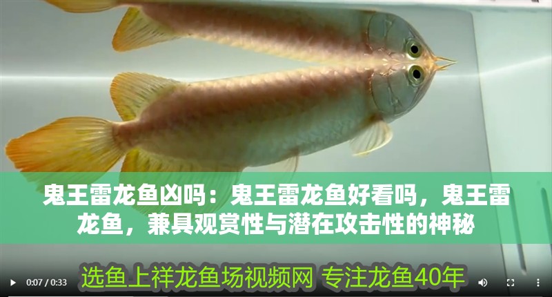 鬼王雷龍魚兇嗎：鬼王雷龍魚好看嗎，鬼王雷龍魚，兼具觀賞性與潛在攻擊性的神秘
