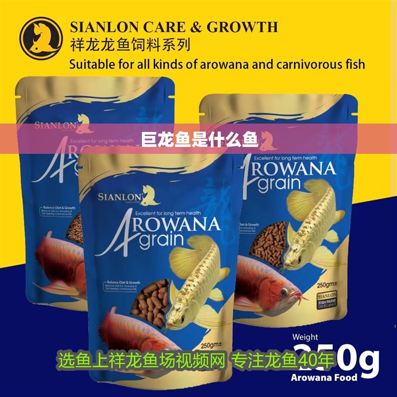 巨龍魚是什么魚
