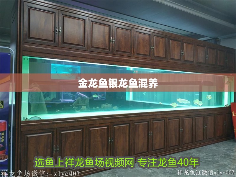金龍魚(yú)銀龍魚(yú)混養(yǎng)