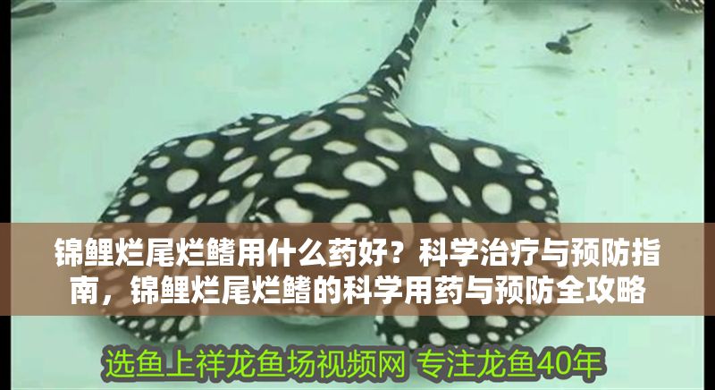 錦鯉爛尾爛鰭用什么藥好？科學治療與預防指南，錦鯉爛尾爛鰭的科學用藥與預防全攻略
