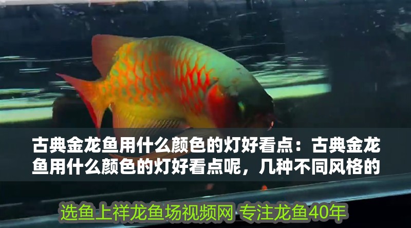 古典金龍魚用什么顏色的燈好看點(diǎn)：古典金龍魚用什么顏色的燈好看點(diǎn)呢，幾種不同風(fēng)格的標(biāo)題供你選擇，，探尋古典金龍魚適配的絕美燈光色彩，解鎖古典金龍魚最佳觀賞燈光顏色之謎，古典金龍魚，何種燈光顏色