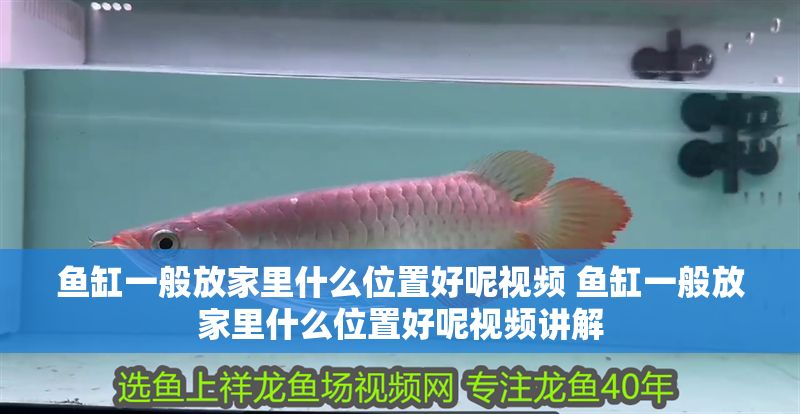 魚缸一般放家里什么位置好呢視頻 魚缸一般放家里什么位置好呢視頻講解