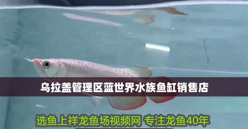 烏拉蓋管理區藍世界水族魚缸銷售店 全國水族館企業名錄 第2張 烏拉蓋管理區藍世界水族魚缸銷售店 烏拉蓋管理區藍世界水族魚缸銷售店 全國水族館企業名錄 第2張