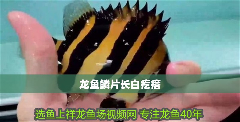 龍魚鱗片長白疙瘩