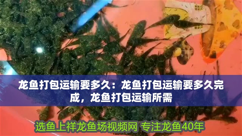 龍魚打包運輸要多久：龍魚打包運輸要多久完成，龍魚打包運輸所需