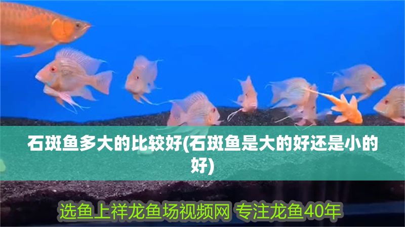 石斑魚多大的比較好(石斑魚是大的好還是小的好)