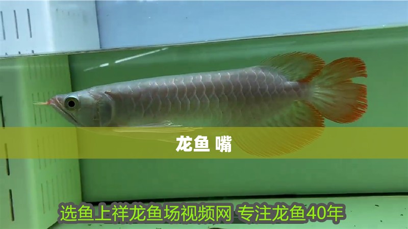 龍魚 嘴
