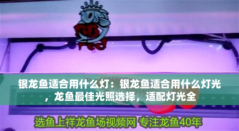銀龍魚適合用什么燈：銀龍魚適合用什么燈光，龍魚最佳光照選擇，適配燈光全