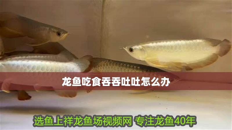 龍魚吃食吞吞吐吐怎么辦