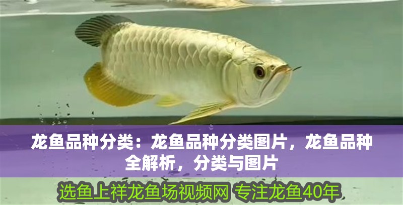 龍魚品種分類：龍魚品種分類圖片，龍魚品種全解析，分類與圖片