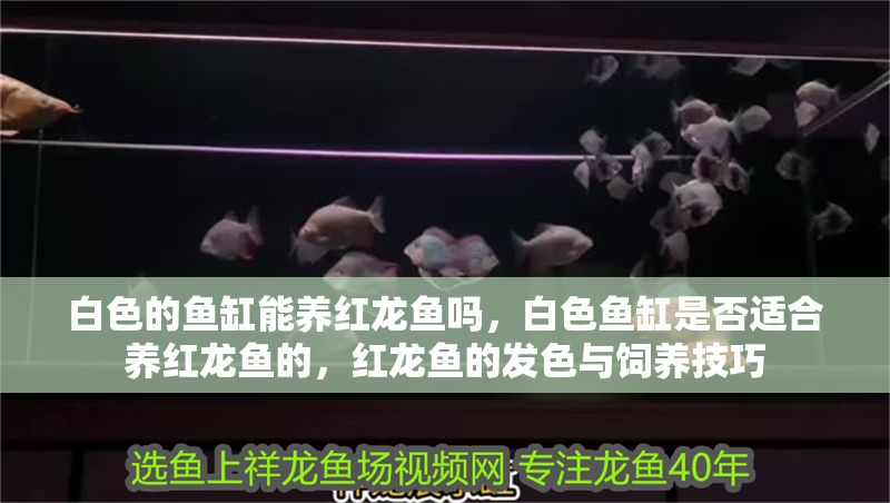 白色的魚缸能養紅龍魚嗎，白色魚缸是否適合養紅龍魚的，紅龍魚的發色與飼養技巧