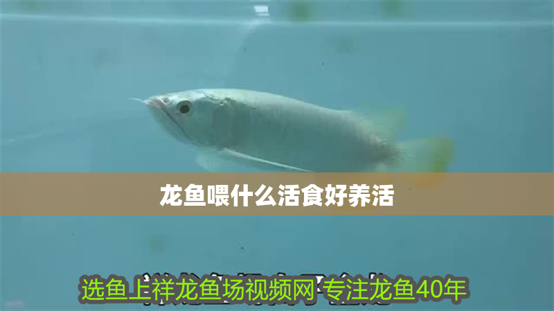 龍魚喂什么活食好養活