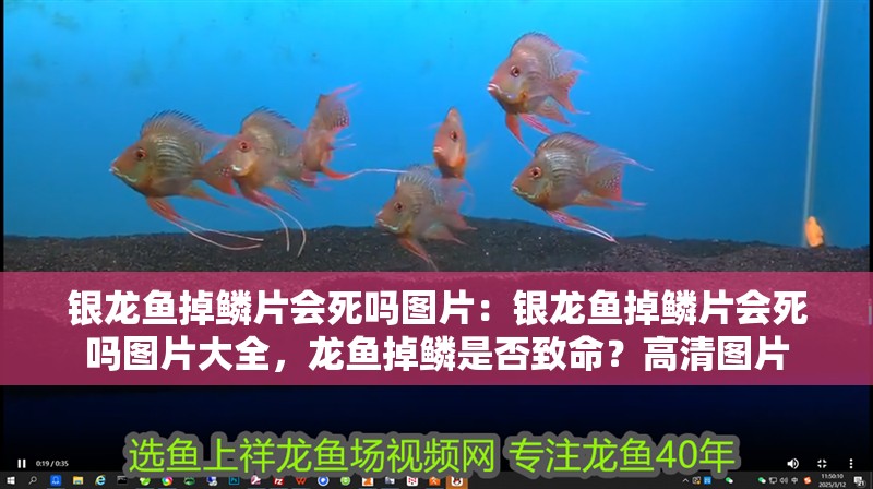 銀龍魚掉鱗片會(huì)死嗎圖片：銀龍魚掉鱗片會(huì)死嗎圖片大全，龍魚掉鱗是否致命？高清圖片