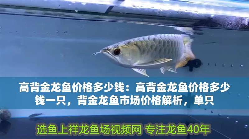 高背金龍魚價格多少錢：高背金龍魚價格多少錢一只，背金龍魚市場價格解析，單只