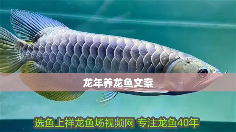 龍年養龍魚文案