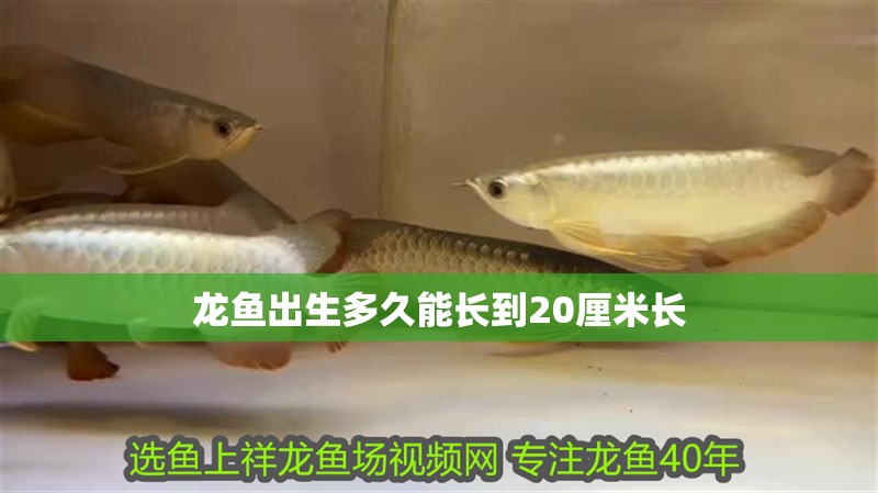 龍魚出生多久能長到20厘米長 龍魚百科 第4張 龍魚出生多久能長到20厘米長 龍魚出生多久能長到20厘米長 龍魚百科 第4張