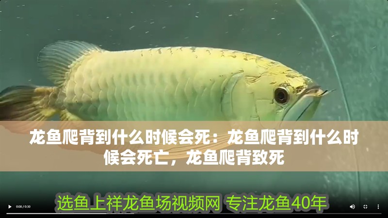 龍魚爬背到什么時候會死：龍魚爬背到什么時候會死亡，龍魚爬背致死
