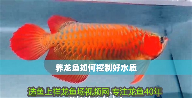 養龍魚如何控制好水質