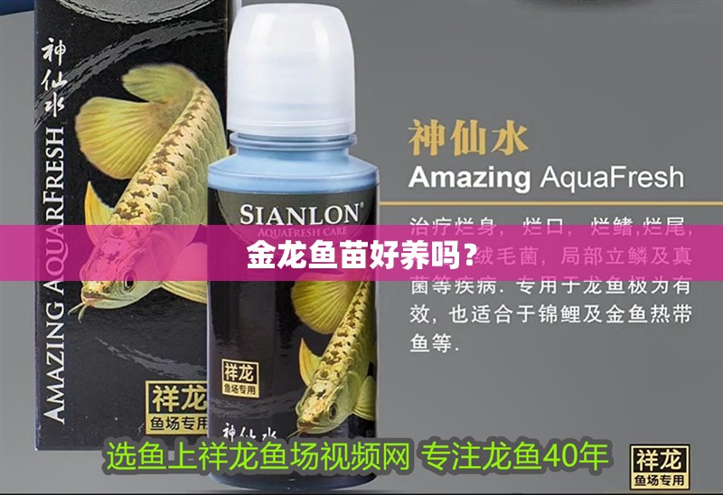 金龍魚苗好養(yǎng)嗎？