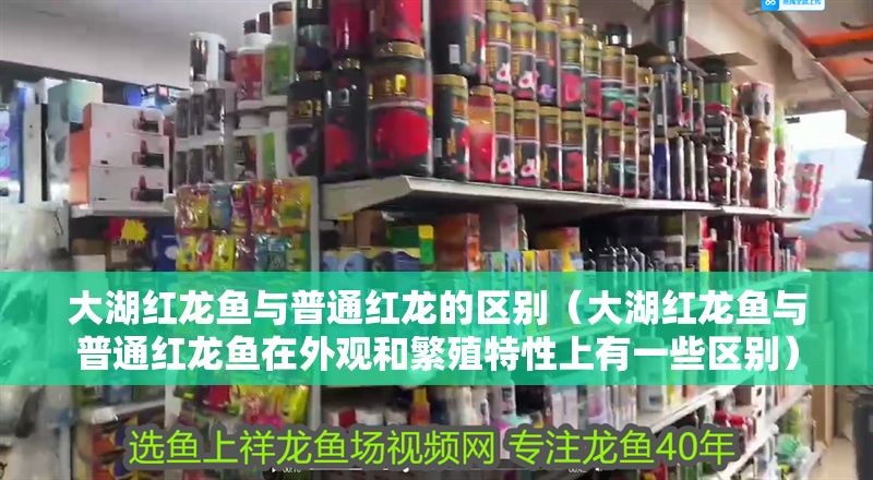詳細(xì)閱讀:大湖紅龍魚與普通紅龍的區(qū)別(大湖紅龍魚與普通紅龍魚在外觀和繁殖特性上有一些區(qū)別) 大湖紅龍魚與普通紅龍的區(qū)別(大湖紅龍魚與普通紅龍魚在外觀和繁殖特性上有一些區(qū)別)