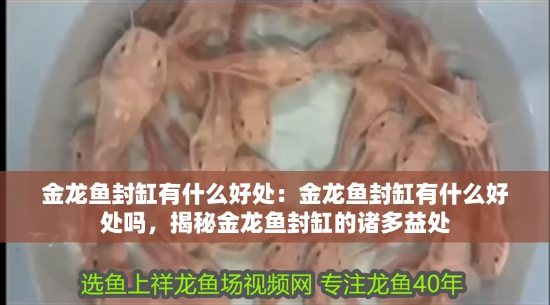 金龍魚封缸有什么好處：金龍魚封缸有什么好處嗎，揭秘金龍魚封缸的諸多益處