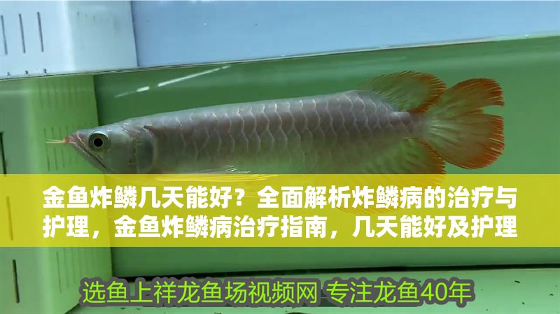 金魚炸鱗幾天能好？全面解析炸鱗病的治療與護理，金魚炸鱗病治療指南，幾天能好及護理全解析