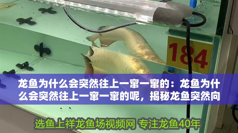 龍魚為什么會突然往上一竄一竄的：龍魚為什么會突然往上一竄一竄的呢，揭秘龍魚突然向上竄游的原因