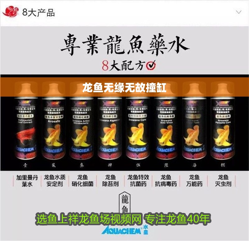 龍魚無緣無故撞缸