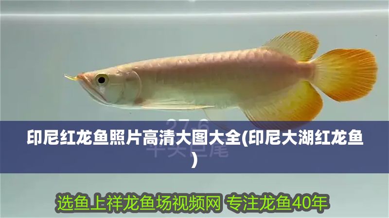 印尼紅龍魚照片高清大圖大全(印尼大湖紅龍魚)