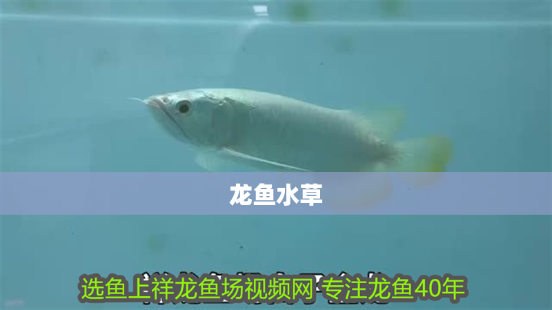 龍魚水草