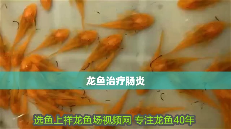 龍魚治療腸炎