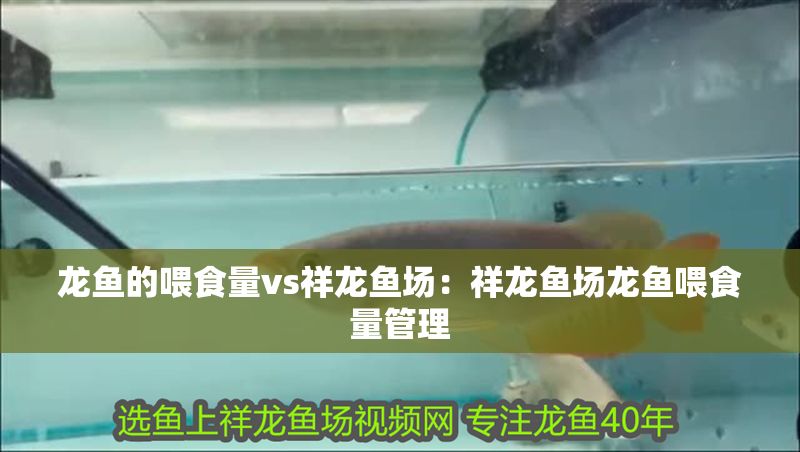 龍魚的喂食量vs祥龍魚場：祥龍魚場龍魚喂食量管理