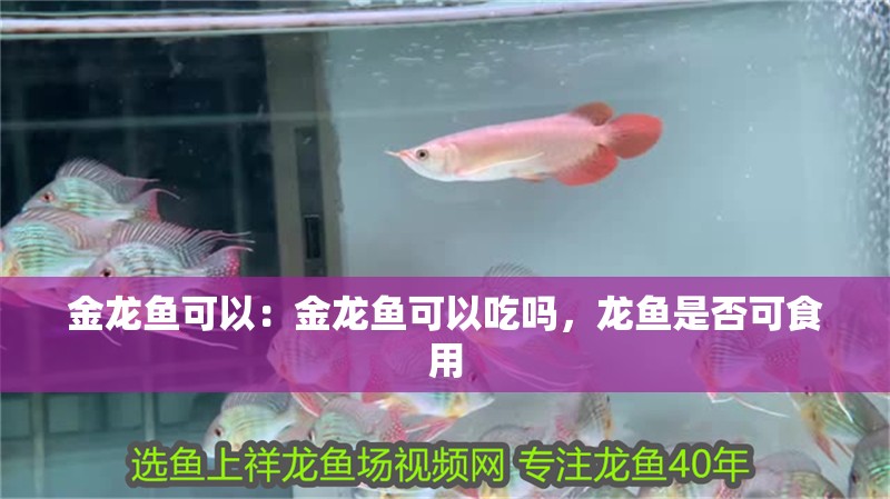 金龍魚可以：金龍魚可以吃嗎，龍魚是否可食用 金龍魚可以：金龍魚可以吃嗎，龍魚是否可食用 水族問答