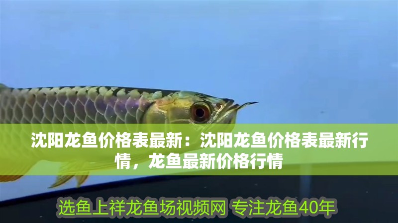 沈陽龍魚價格表最新：沈陽龍魚價格表最新行情，龍魚最新價格行情