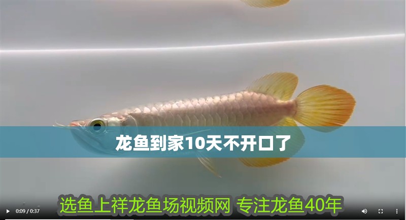 龍魚到家10天不開口了