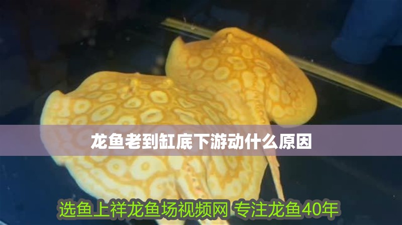 龍魚老到缸底下游動什么原因