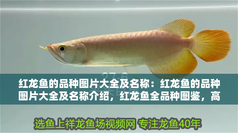 紅龍魚的品種圖片大全及名稱：紅龍魚的品種圖片大全及名稱介紹，紅龍魚全品種圖鑒，高清圖片與名稱詳解