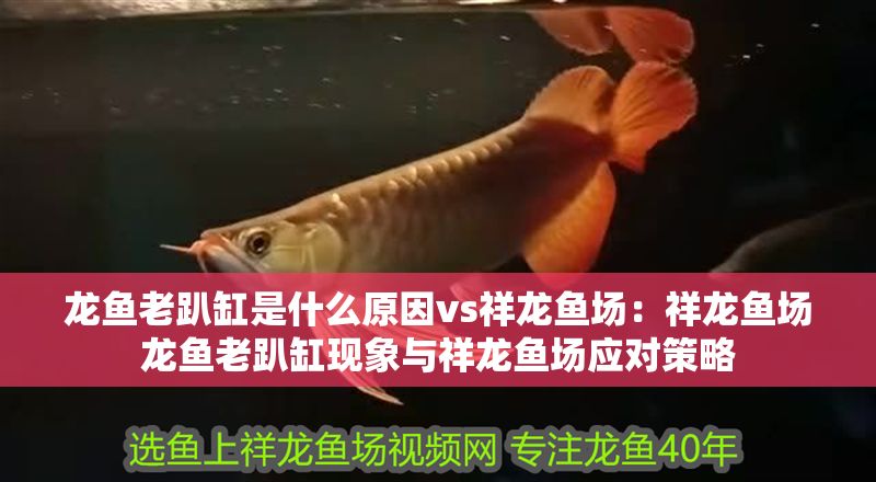 龍魚老趴缸是什么原因vs祥龍魚場：祥龍魚場龍魚老趴缸現(xiàn)象與祥龍魚場應(yīng)對(duì)策略