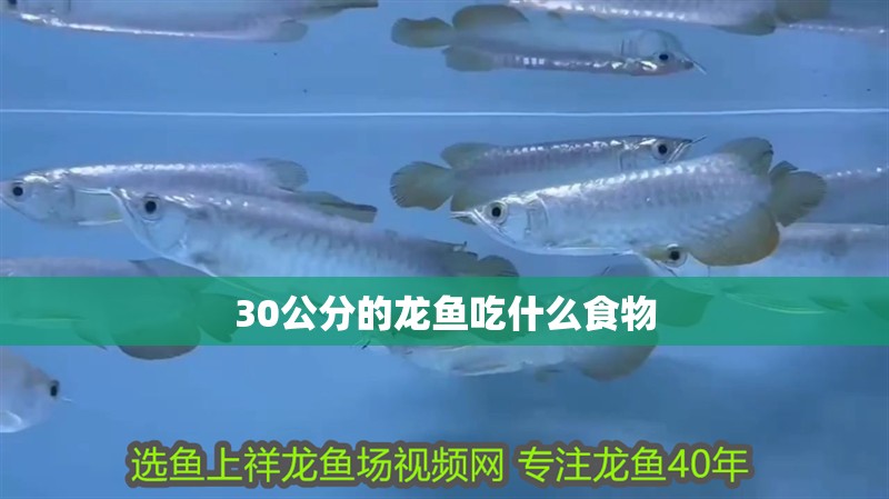 30公分的龍魚吃什么食物