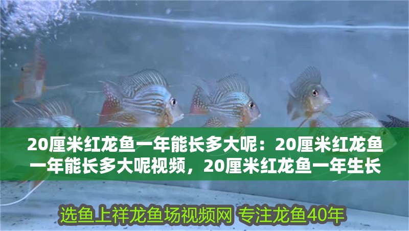 20厘米紅龍魚(yú)一年能長(zhǎng)多大呢：20厘米紅龍魚(yú)一年能長(zhǎng)多大呢視頻，20厘米紅龍魚(yú)一年生長(zhǎng)速度
