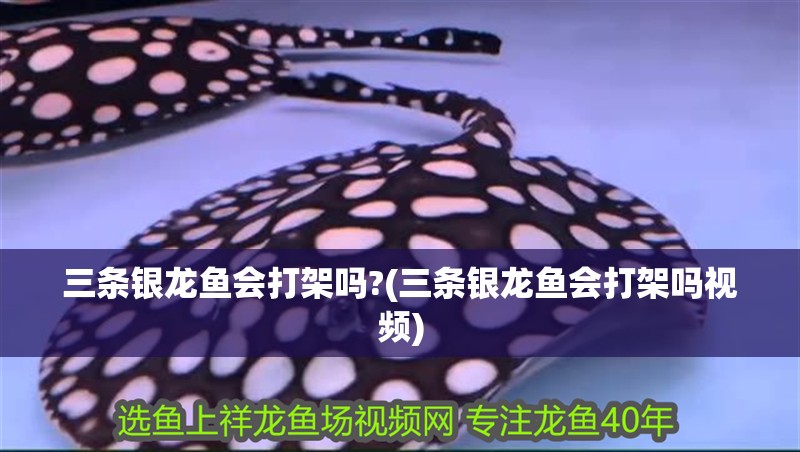 三條銀龍魚(yú)會(huì)打架嗎?(三條銀龍魚(yú)會(huì)打架嗎視頻)
